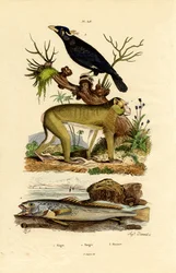 Singe magot